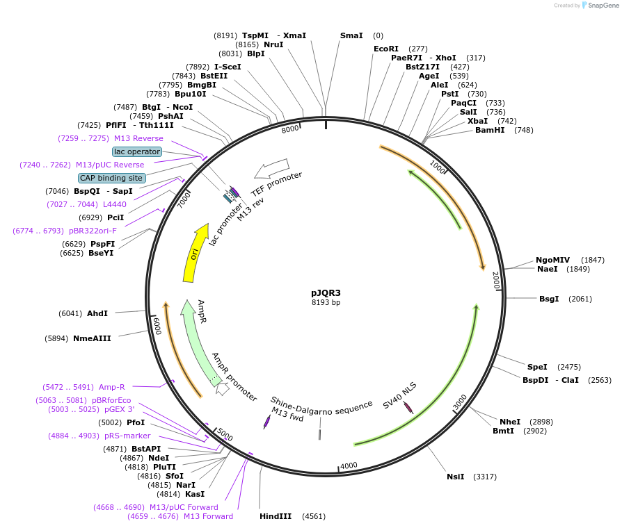 218289-plasmid-map-sequence-id-433691