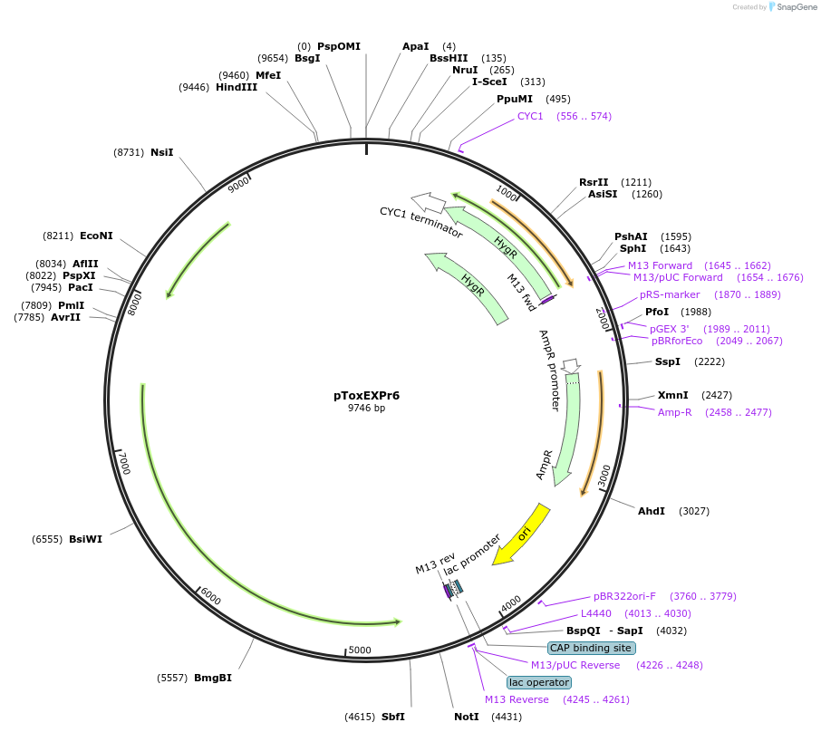 218290-plasmid-map-sequence-id-433735