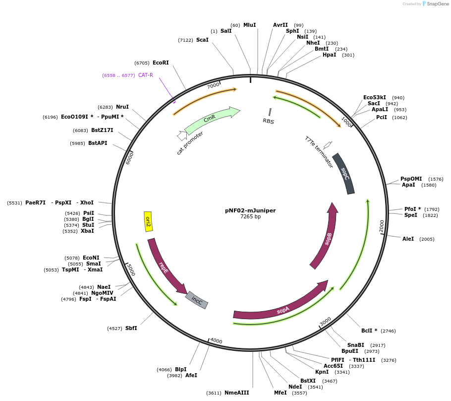 219398-plasmid-map-sequence-id-433737
