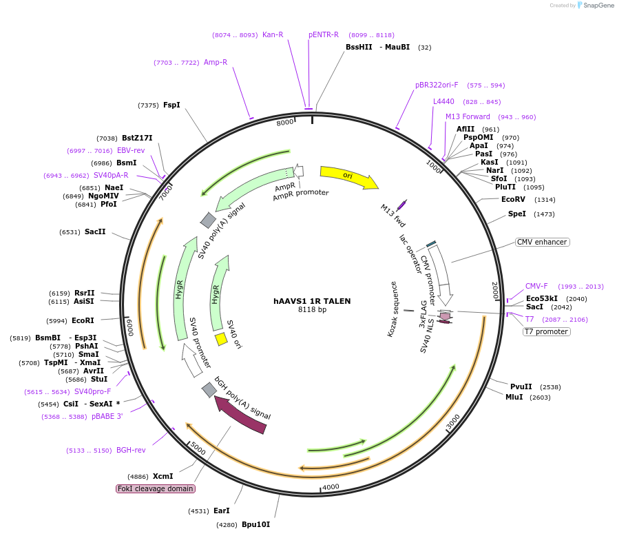 35432-plasmid-map-sequence-id-43384
