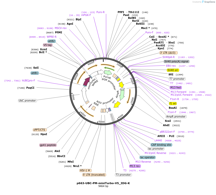 214454-plasmid-map-sequence-id-433841