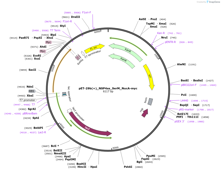 218191-plasmid-map-sequence-id-433865