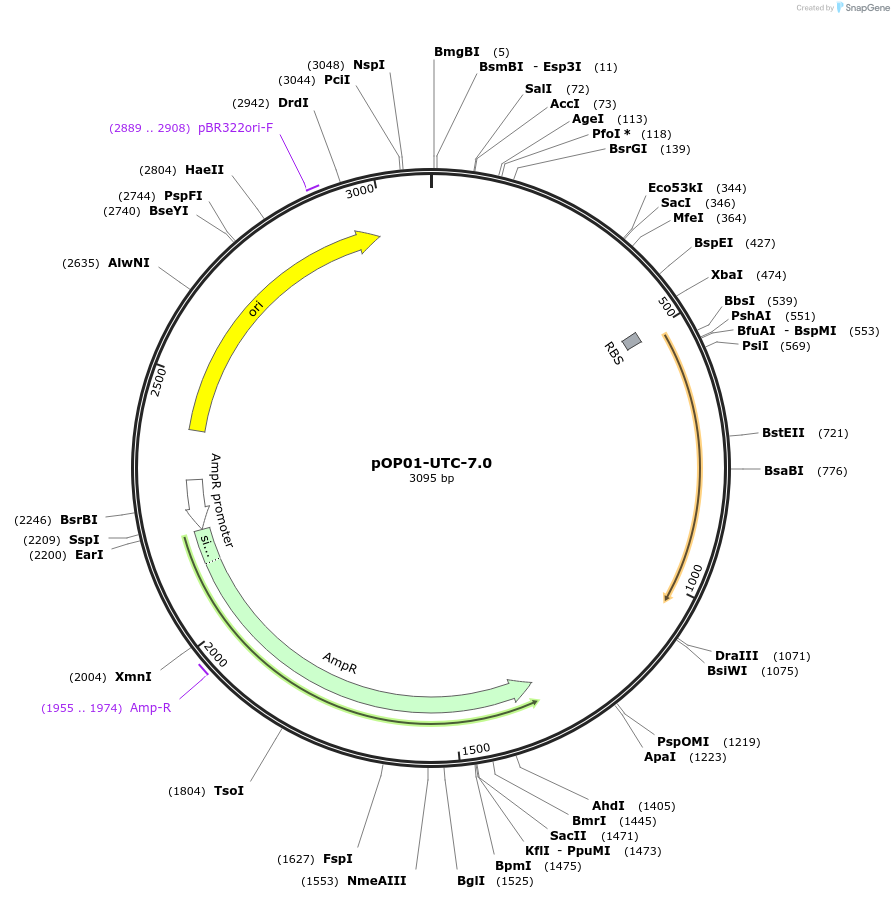 216625-plasmid-map-sequence-id-433873