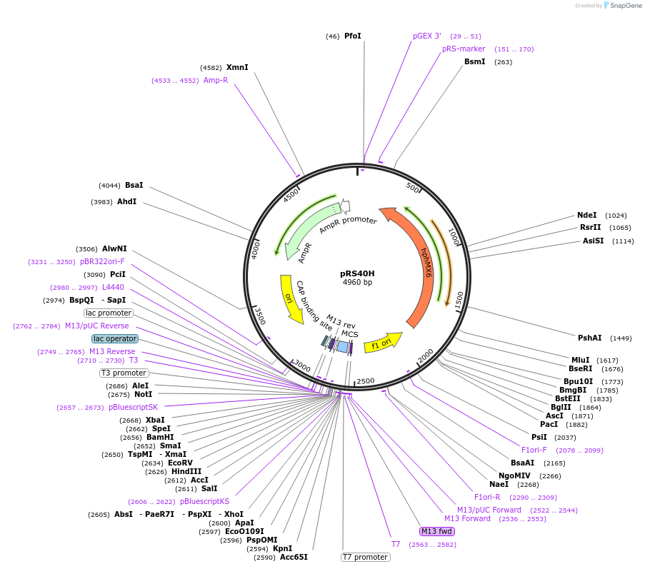 35479-plasmid-map-sequence-id-43388