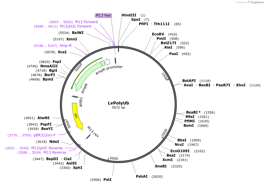 218982-plasmid-map-sequence-id-433881