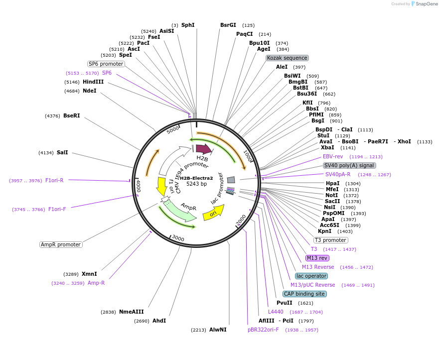 218929-plasmid-map-sequence-id-433882