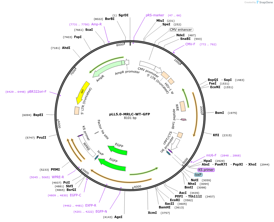 187258-plasmid-map-sequence-id-433885