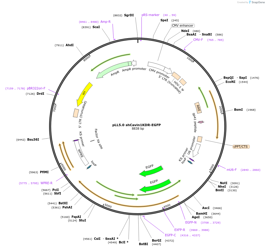 187254-plasmid-map-sequence-id-433887