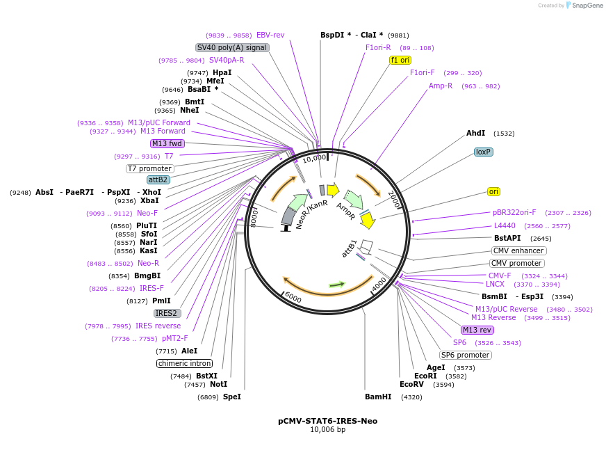 35482-plasmid-map-sequence-id-43389