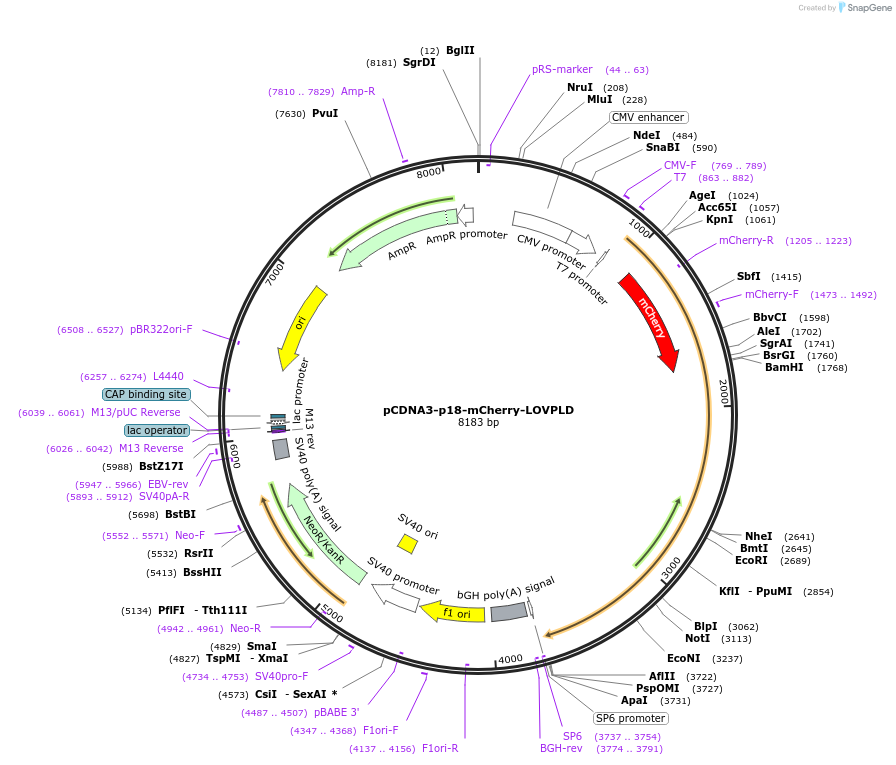 219560-plasmid-map-sequence-id-433895
