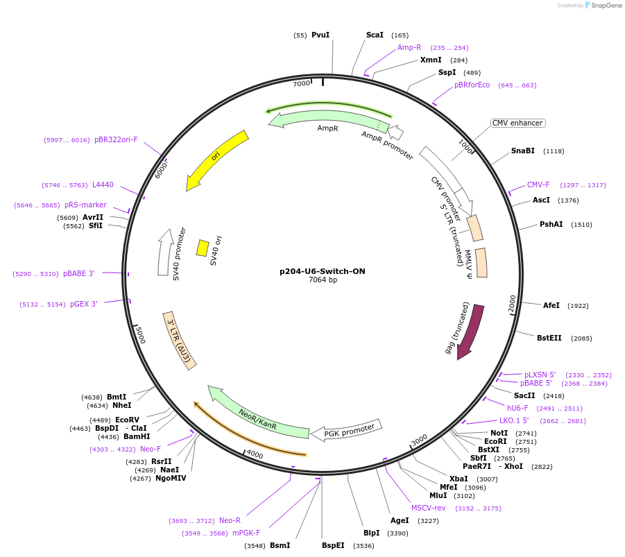 217883-plasmid-map-sequence-id-433896