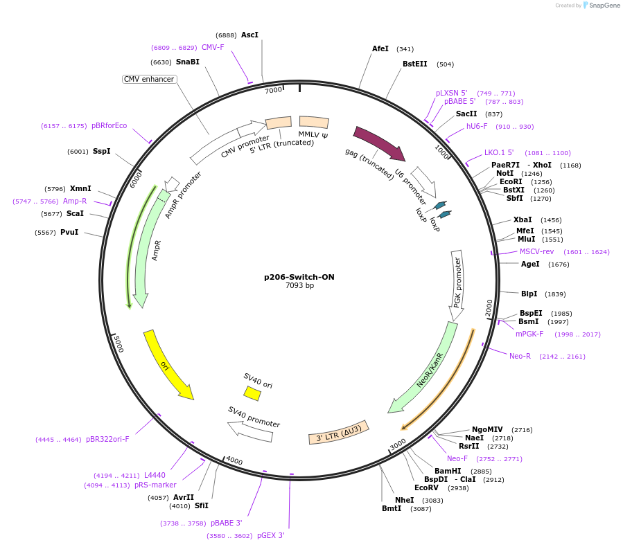 217885-plasmid-map-sequence-id-433898