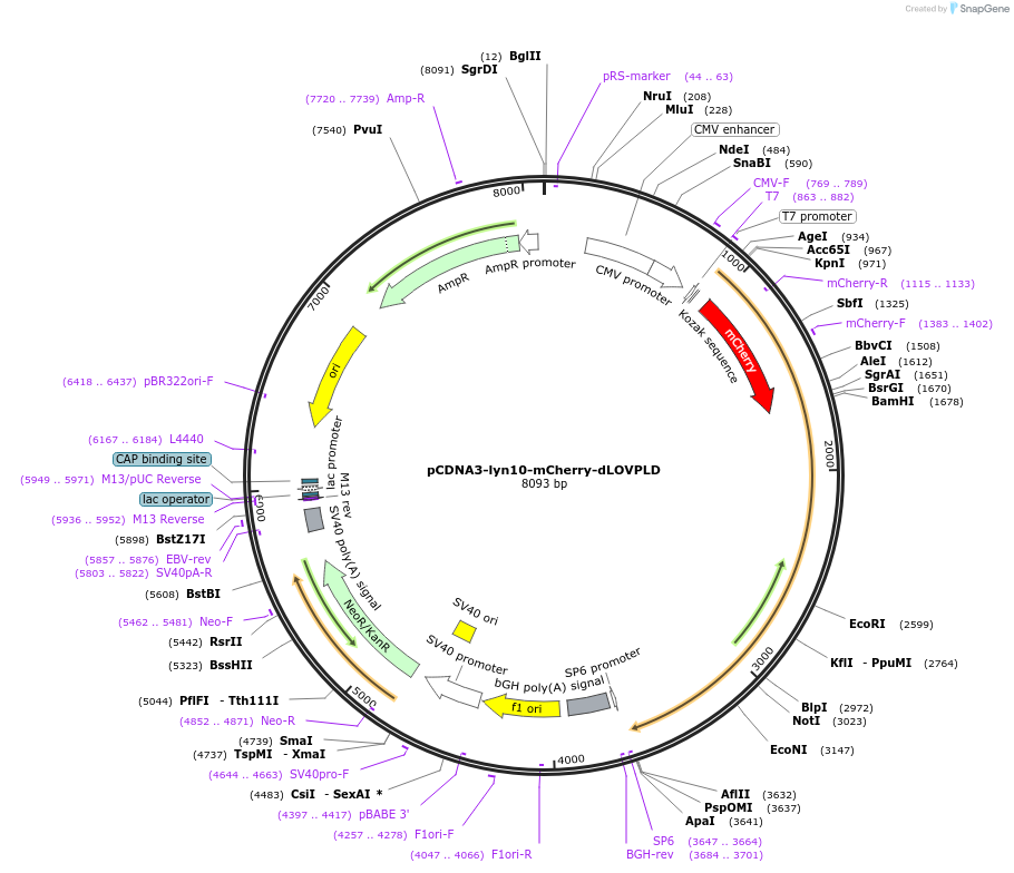 219556-plasmid-map-sequence-id-433901
