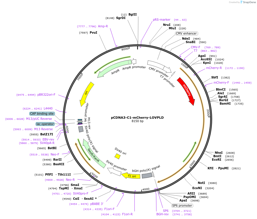 219559-plasmid-map-sequence-id-433905