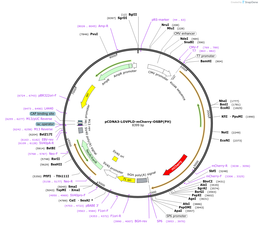 219561-plasmid-map-sequence-id-433907