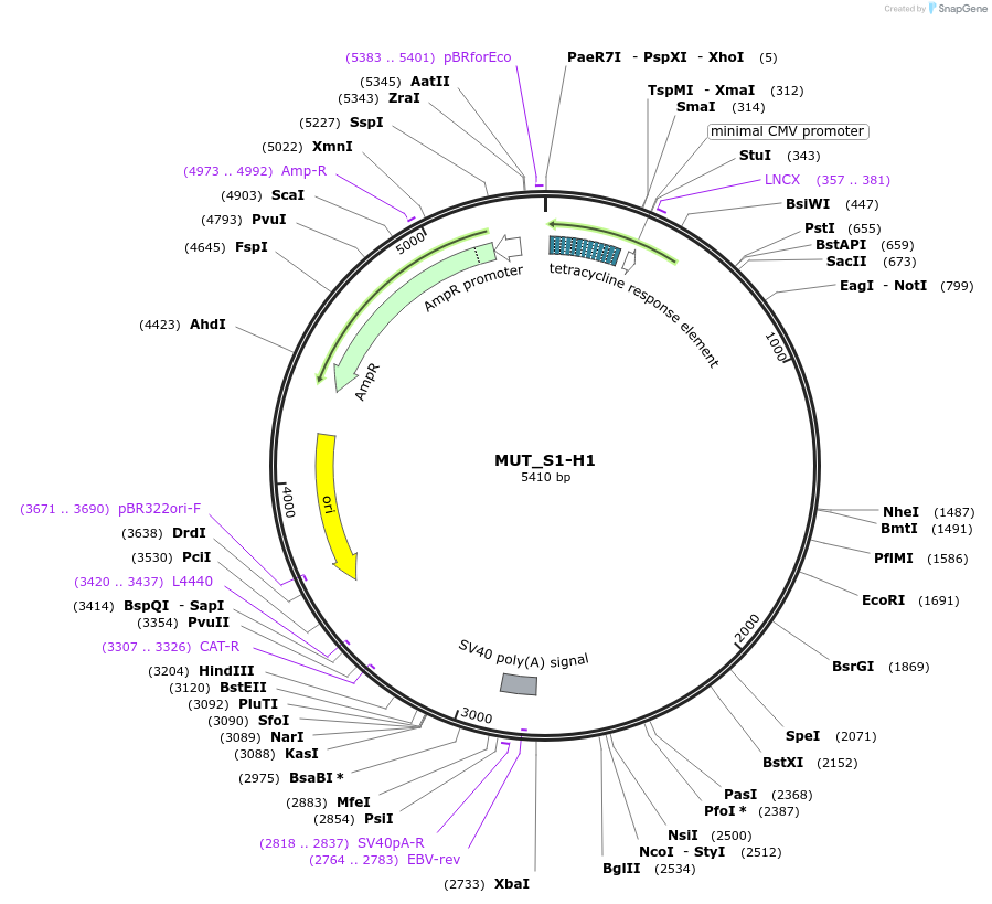 218394-plasmid-map-sequence-id-433909