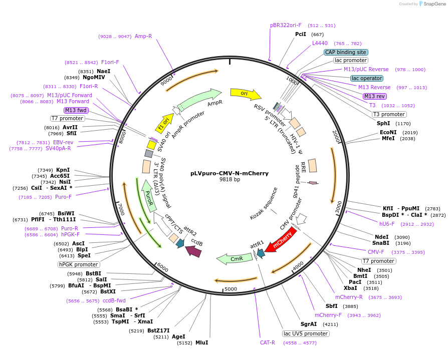 123221-plasmid-map-sequence-id-433910