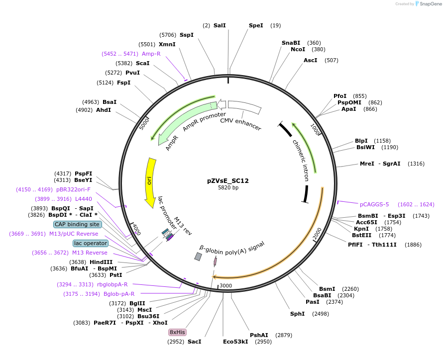 219722-plasmid-map-sequence-id-433912