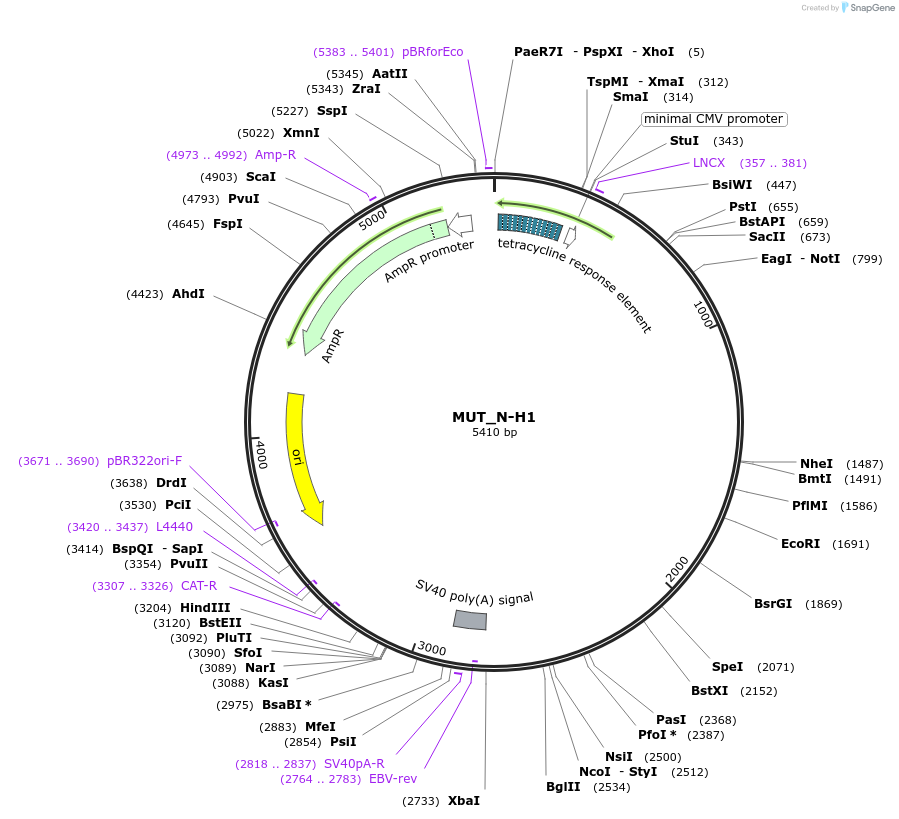 218397-plasmid-map-sequence-id-433918