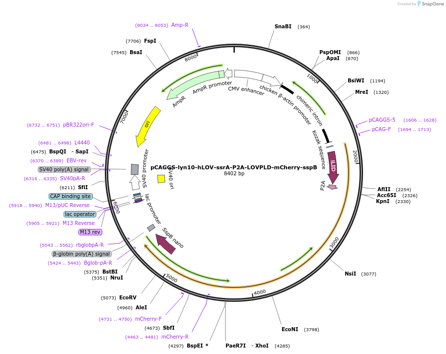 219557-plasmid-map-sequence-id-433920