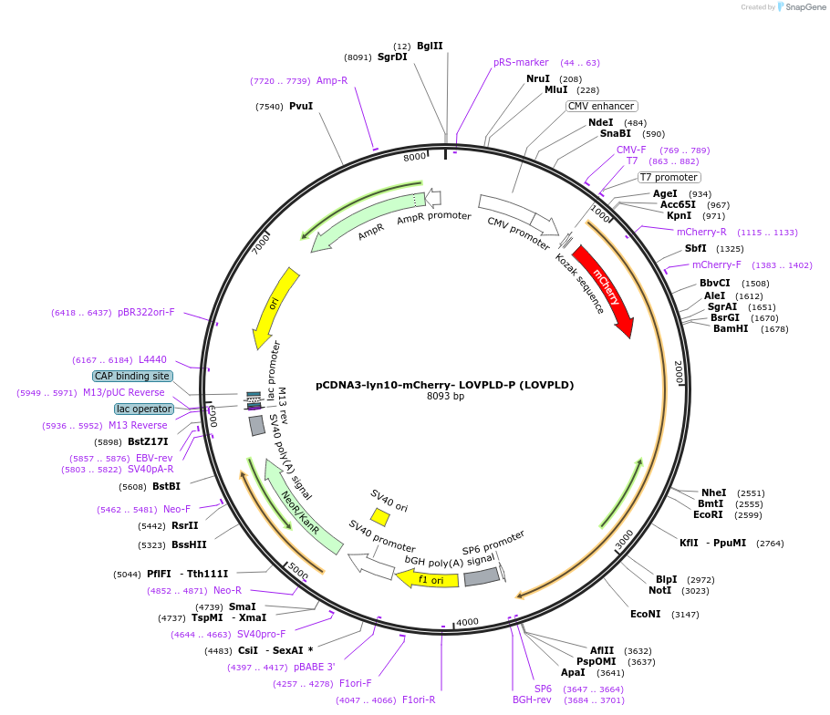 219555-plasmid-map-sequence-id-433921