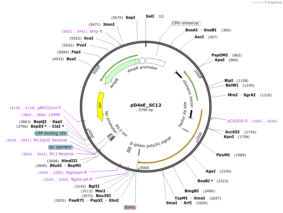 219721-plasmid-map-sequence-id-433923