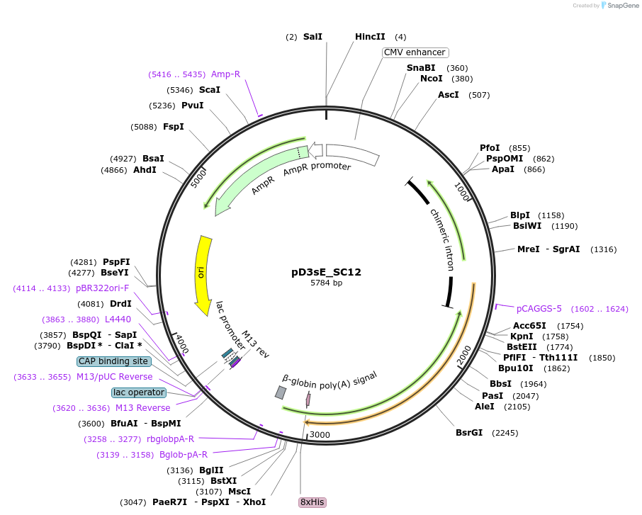 219720-plasmid-map-sequence-id-433924