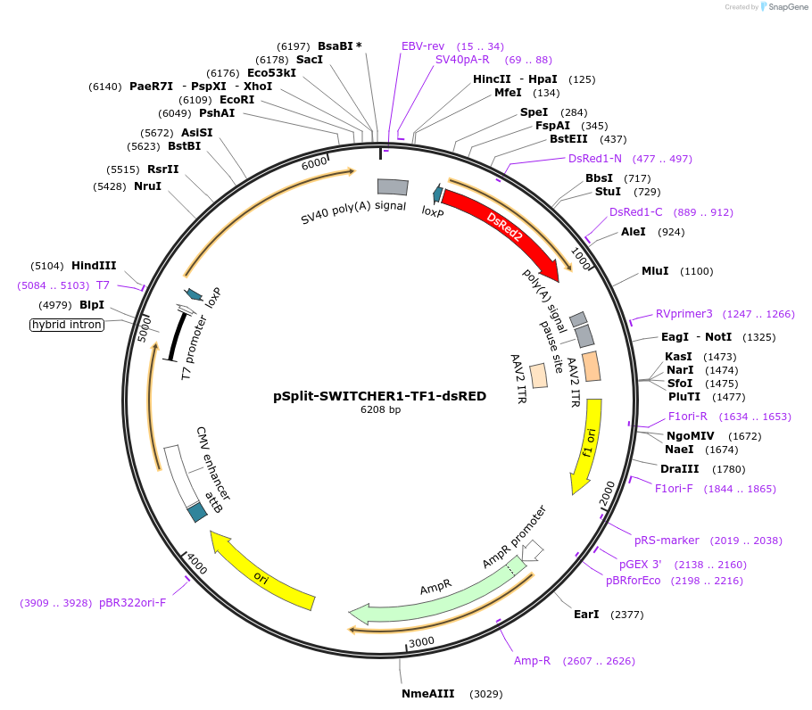 213044-plasmid-map-sequence-id-434016