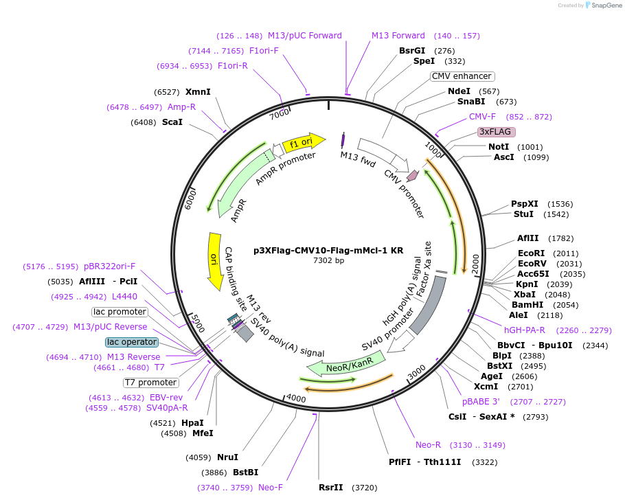 32979-plasmid-map-sequence-id-43402