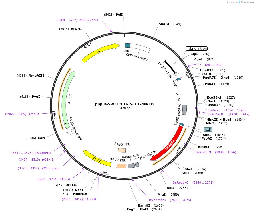 213045-plasmid-map-sequence-id-434023