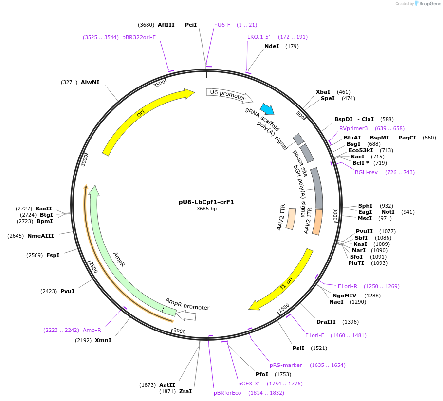213046-plasmid-map-sequence-id-434025