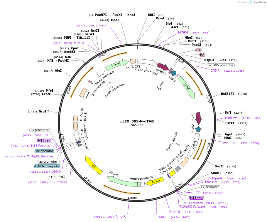 91797-plasmid-map-sequence-id-434026