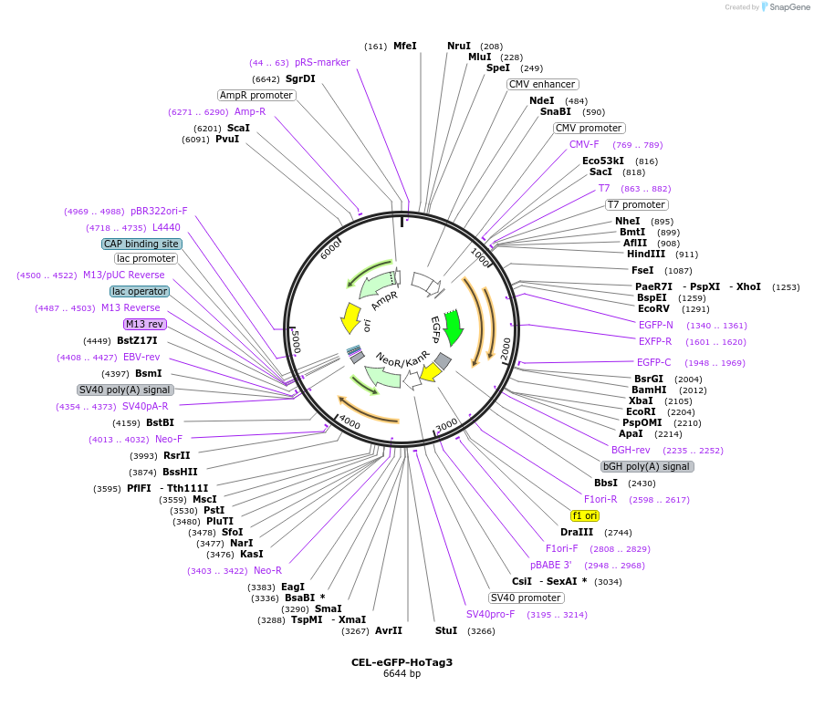 208744-plasmid-map-sequence-id-434032