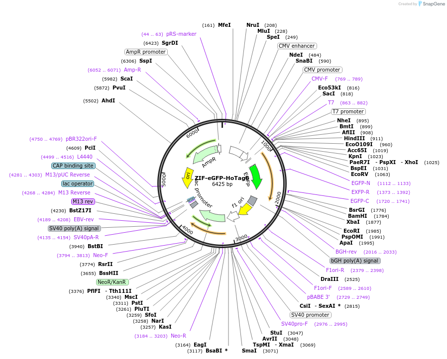 208745-plasmid-map-sequence-id-434033
