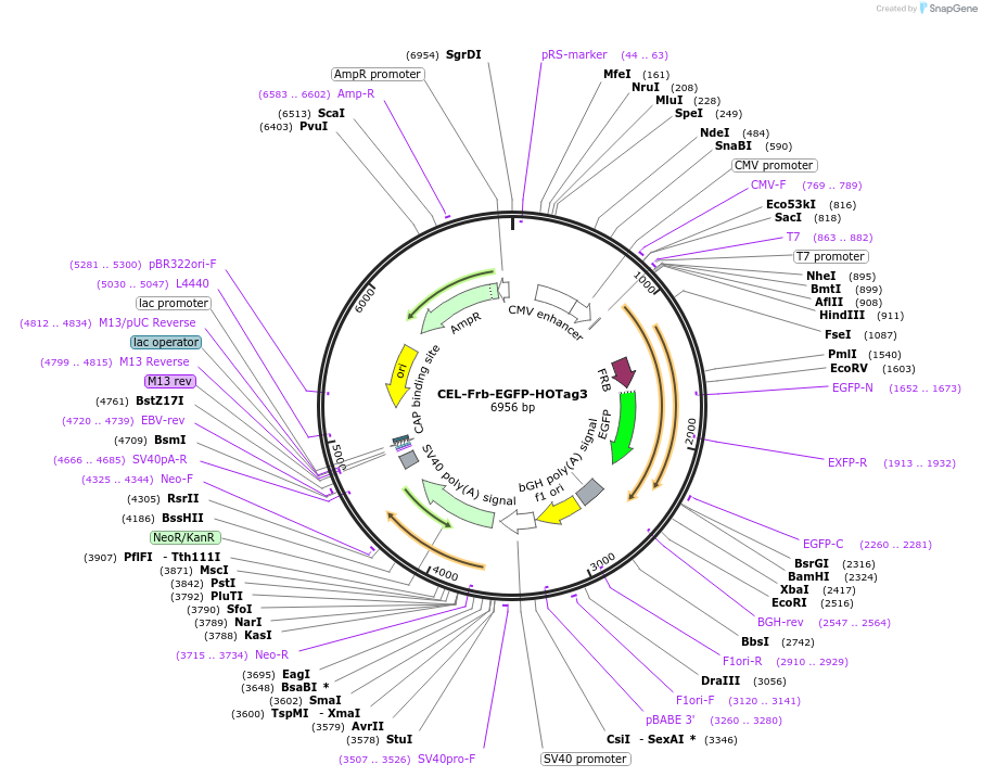 208748-plasmid-map-sequence-id-434043