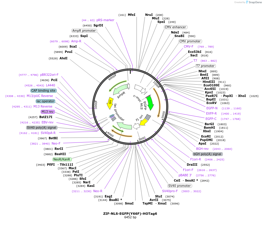 208749-plasmid-map-sequence-id-434044