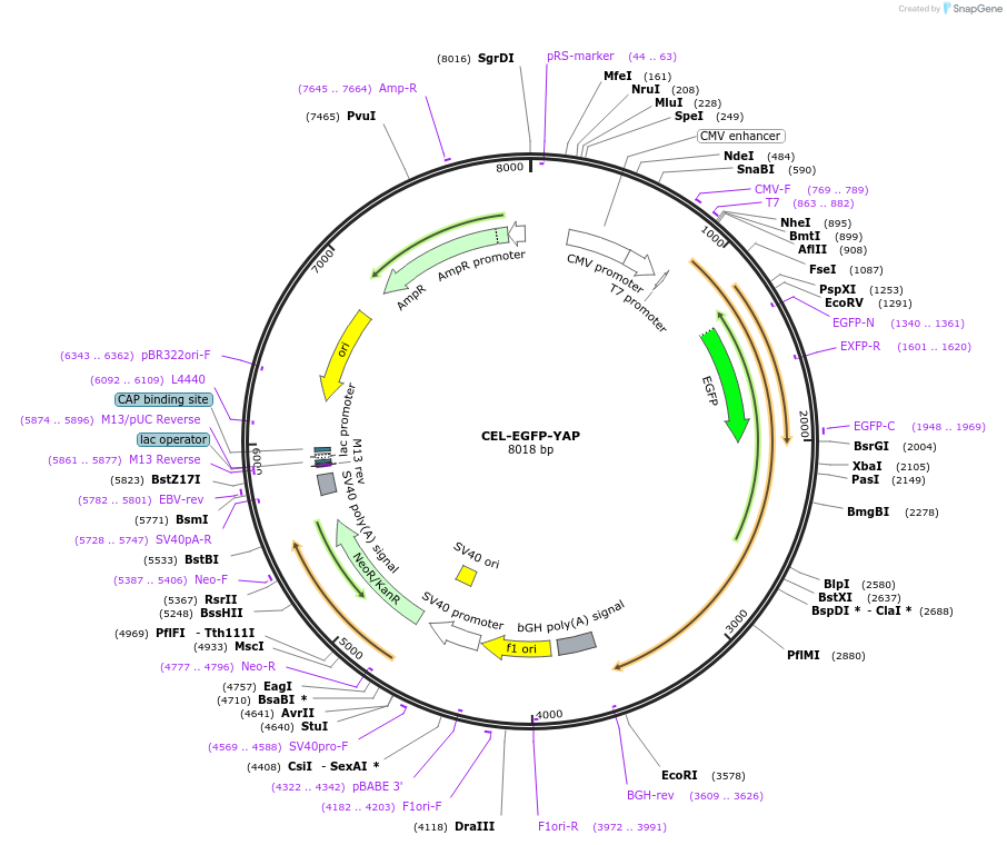 208751-plasmid-map-sequence-id-434045