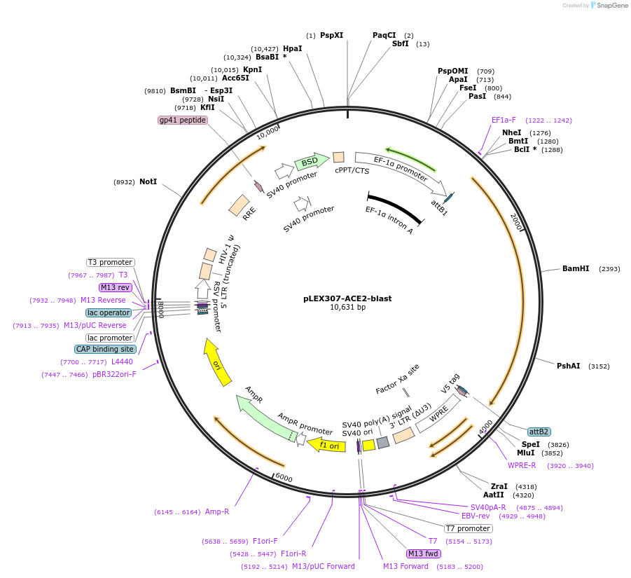 158449-plasmid-map-sequence-id-434046
