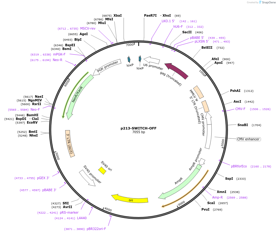 217888-plasmid-map-sequence-id-434049