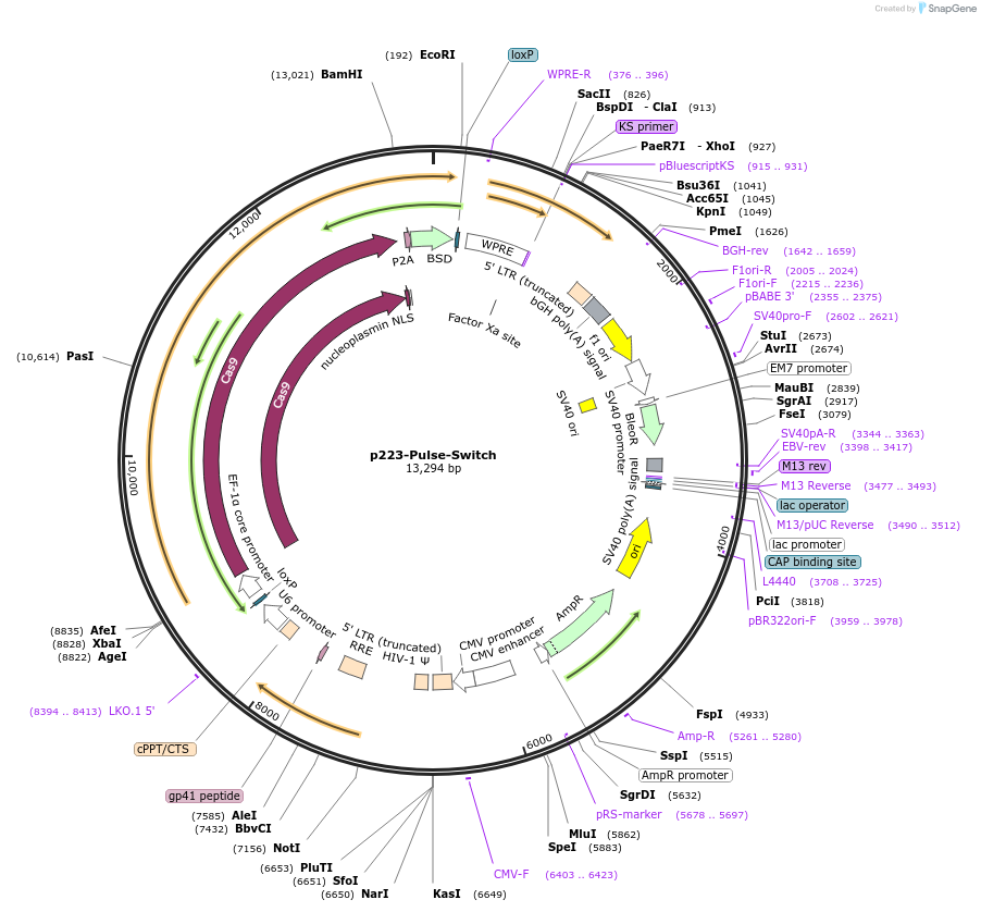 217889-plasmid-map-sequence-id-434050