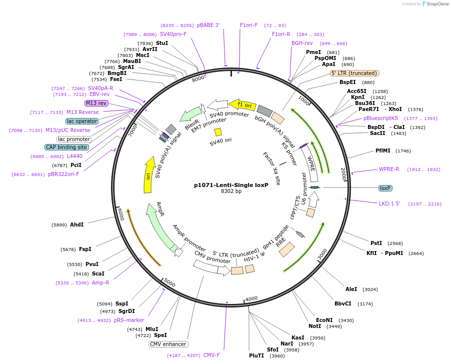 217892-plasmid-map-sequence-id-434051