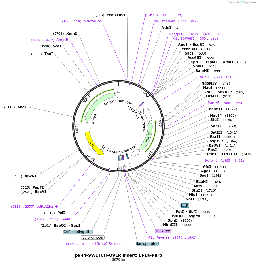 217891-plasmid-map-sequence-id-434053