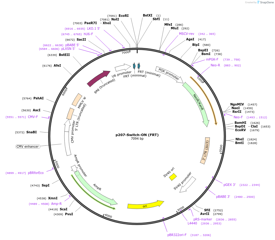 217886-plasmid-map-sequence-id-434054