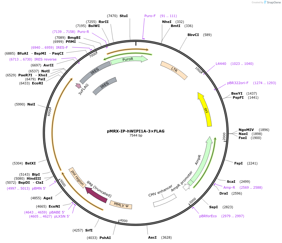 215509-plasmid-map-sequence-id-434056