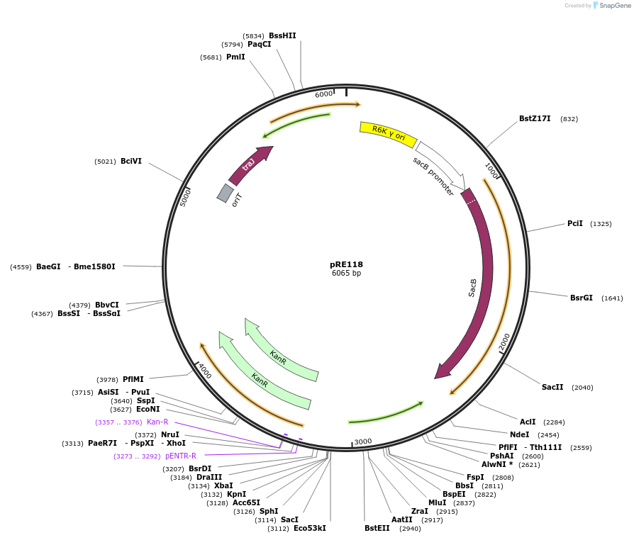 43830-plasmid-map-sequence-id-434062