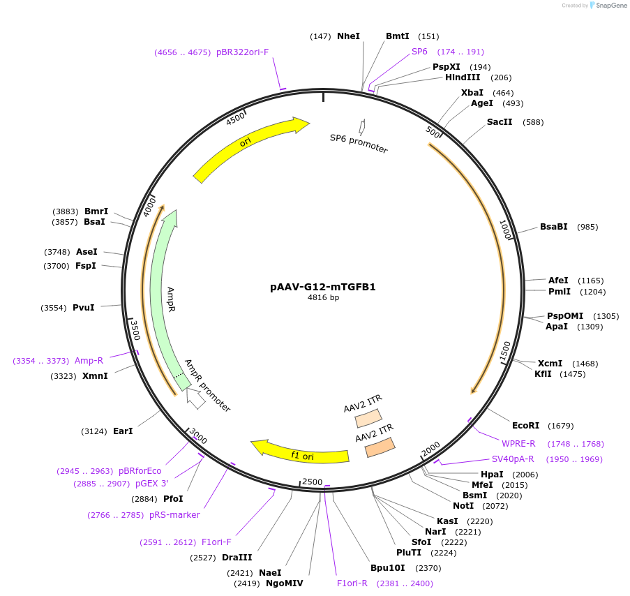 219553-plasmid-map-sequence-id-434072