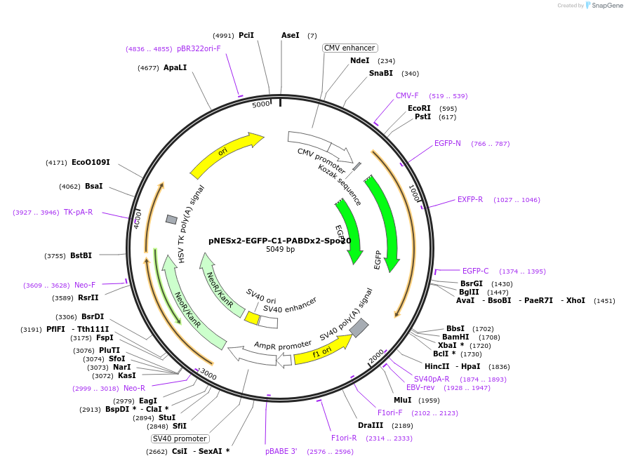 220082-plasmid-map-sequence-id-434081