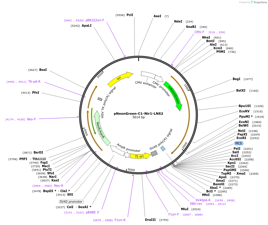 220083-plasmid-map-sequence-id-434082