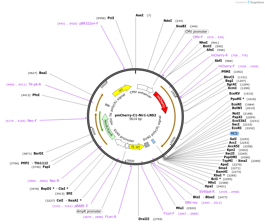 220084-plasmid-map-sequence-id-434084