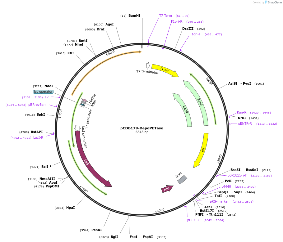 218702-plasmid-map-sequence-id-434087